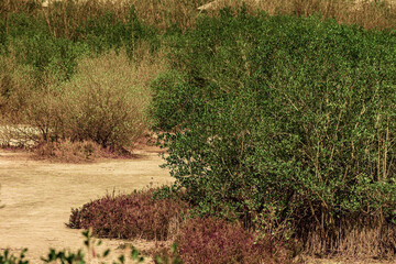 Infrared photography, a landscape with patches of greenery and dry vegetation