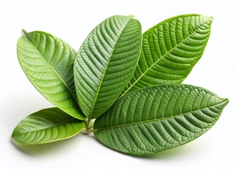 Fototapeta premium Lush Green Guava Leaves Isolated on White Background - Stock Photo