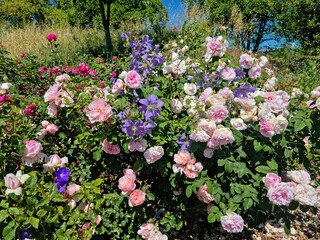 Clématites bleues et roses anglaises Rosalba Carriera en mélange de fleurs, arbuste luxuriant en massif avec feuillage vert, photographie de jardin botanique en été ou au printemps. Style regency