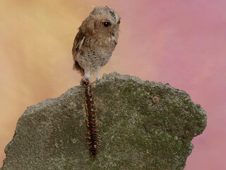A Javan scops owl preys on a big centipede. This nocturnal bird has the scientific name Otus...