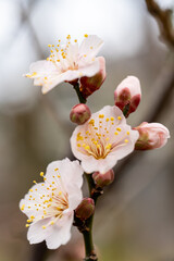 ピンク色の梅の花とつぼみ