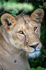 Wild Lioness Staring into the Camera in Serengeti National Park, Tanzania