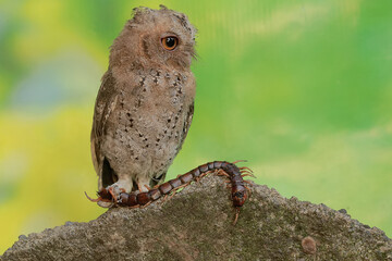 A Javan scops owl preys on a big centipede. This nocturnal bird has the scientific name Otus lempiji.
