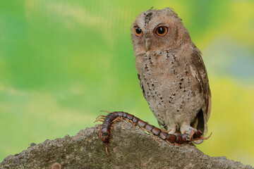 A Javan scops owl preys on a big centipede. This nocturnal bird has the scientific name Otus lempiji.