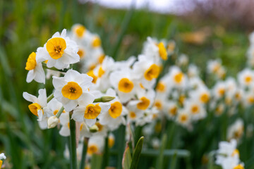 咲き乱れる白い水仙