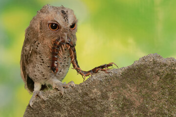 A Javan scops owl preys on a big centipede. This nocturnal bird has the scientific name Otus...