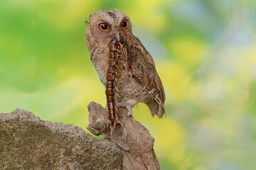 A Javan scops owl preys on a big centipede. This nocturnal bird has the scientific name Otus...