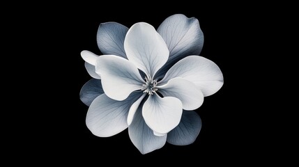 Fototapeta premium A delicate, pale flower with soft petals, illuminated against a black background, creating a striking contrast and an elegant visual appeal.