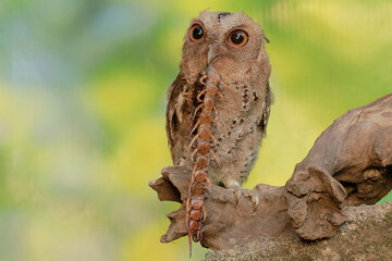 A Javan scops owl preys on a big centipede. This nocturnal bird has the scientific name Otus lempiji.