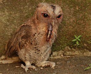 A Javan scops owl preys on a big centipede. This nocturnal bird has the scientific name Otus...