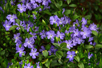 Common periwinkle, or Vinca minor flowers in a garden