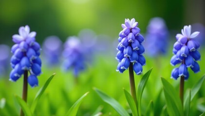 Fototapeta premium Colorful grape hyacinth flowers blooming on a lush green meadow, , green grass, delicate blue