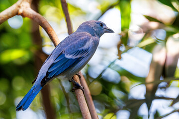 A blue-gray tanager, Thraupis episcopus, perched on a branch with a lush foliage bokeh background. A social and noisy bird endemic to tropical and subtropical regions of Central and South America.