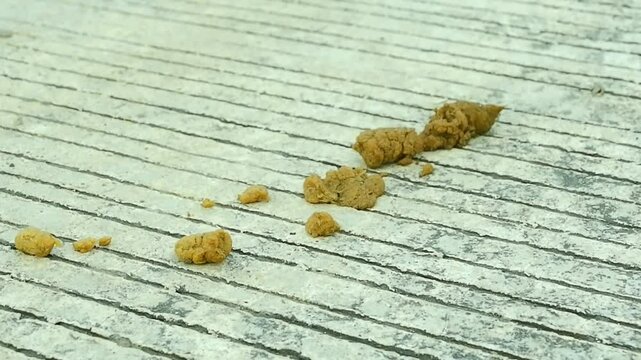 animal waste falls on the road. the feces are yellowish brown