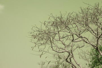 Infrared photography, a tree with a mostly bare, intricate network of branches