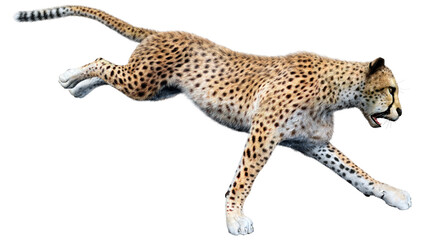 3D Rendering Big Cat Cheetah on White