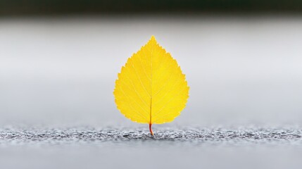 A vibrant yellow leaf standing alone on a smooth surface with a blurred background