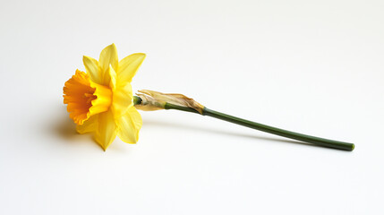 A vibrant yellow daffodil on a clean white background