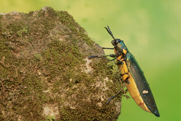 A jewel beetle is foraging on a rock overgrown with moss. This insect with a dominant metallic green color has the scientific name Chrysochroa sp.
