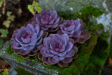 Purple succulent plants on mossy stone pot in the garden.