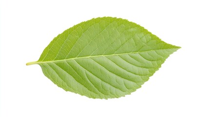 Obraz premium Close-up view of a vibrant green leaf showcasing its intricate veins and textures