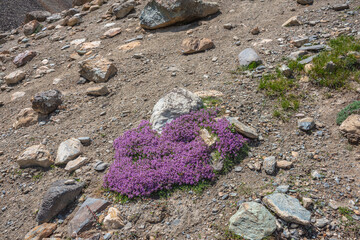 Group of beautiful pink thyme wildflowers among stones. Vivid pink thymus flowers bloom on rocks in...