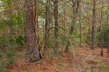 Forest scenery in The Woodlands, Texas