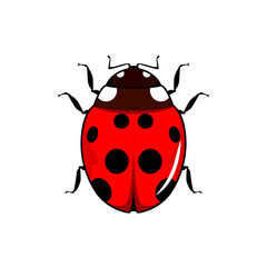 lady bug vector illustration