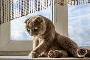 yellow-eyed gray cat, sitting on the windowsill, on the butt, portrait, face, 
flattened ears, against the background of the sky and clouds, domestic, well-groomed, adult, purebred, breed, Scottish fo