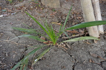 Beccariophoenix has planted on the agricultural field