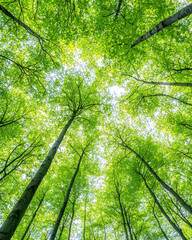 Fototapeta premium Vibrant green forest canopy with sunlight filtering through leaves