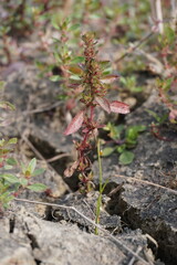 Bergia plant with its flowers in close up with a blurry background