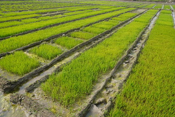The small plots of the land used for rice seedlings preparation