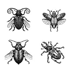 jewel beetle