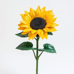 Fototapeta premium Bright yellow sunflower blooms with thick green leaves in a minimalistic setting