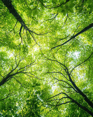 Fototapeta premium Lush green tree canopy with sunlight filtering through leaves