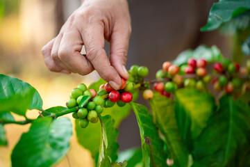 Close up hand harvest red ripe coffee seed robusta arabica berry harvesting coffee farm. Hand people harvest coffee bean ripe Red berries plant fresh seed coffee tree growth in green eco organic farm