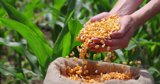 Corn grains in the hands of a successful farmer, in a background green corn field. Close up of hands full of corn in a jute sack from a young farmer, slow motion. Spring sunny day