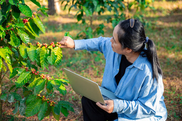 Harvest coffee bean ripe Red berries typing laptop computer check quality control plant coffee tree. Smart farmer using laptop in green coffee farm sustainable quality control agriculture technology