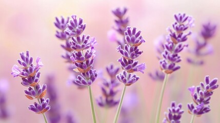 Naklejka premium Lavender blossoms display delicate beauty in soft pastel bokeh light during a serene afternoon in early summer