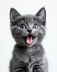 Fototapeta premium Adorable Gray Kitten with Bright Eyes and Playful Expression, Captivating Feline Charisma and Innocence in Warm Natural Light