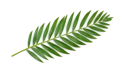 Fototapeta premium Lush green palm leaf isolated on white background showcasing its vibrant texture and details