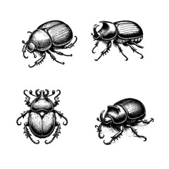 dung beetle