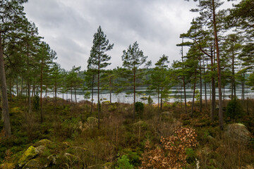 lake in the forest