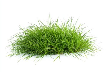 Fototapeta premium Lush green grass blades on a clean white background vibrant and fresh details for design use