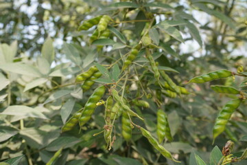 Toor dal is hanging from its plant in close up with a blurry greenery background