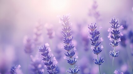 Fototapeta premium Lavender fields bathed in pastel lavender and blue haze during early morning light