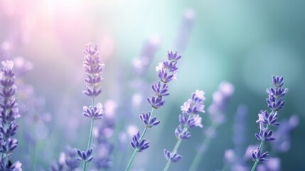 Obraz premium Elegant lavender and mint shapes create a soft, serene atmosphere in a blooming garden during golden hour