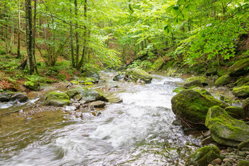 river in the forest. mossy rock. nature scenery with trees above water stream. sunny day in summer....