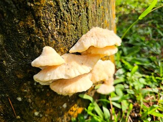 Close-up of wild mushrooms growing on a mossy tree trunk in a lush green forest under natural...